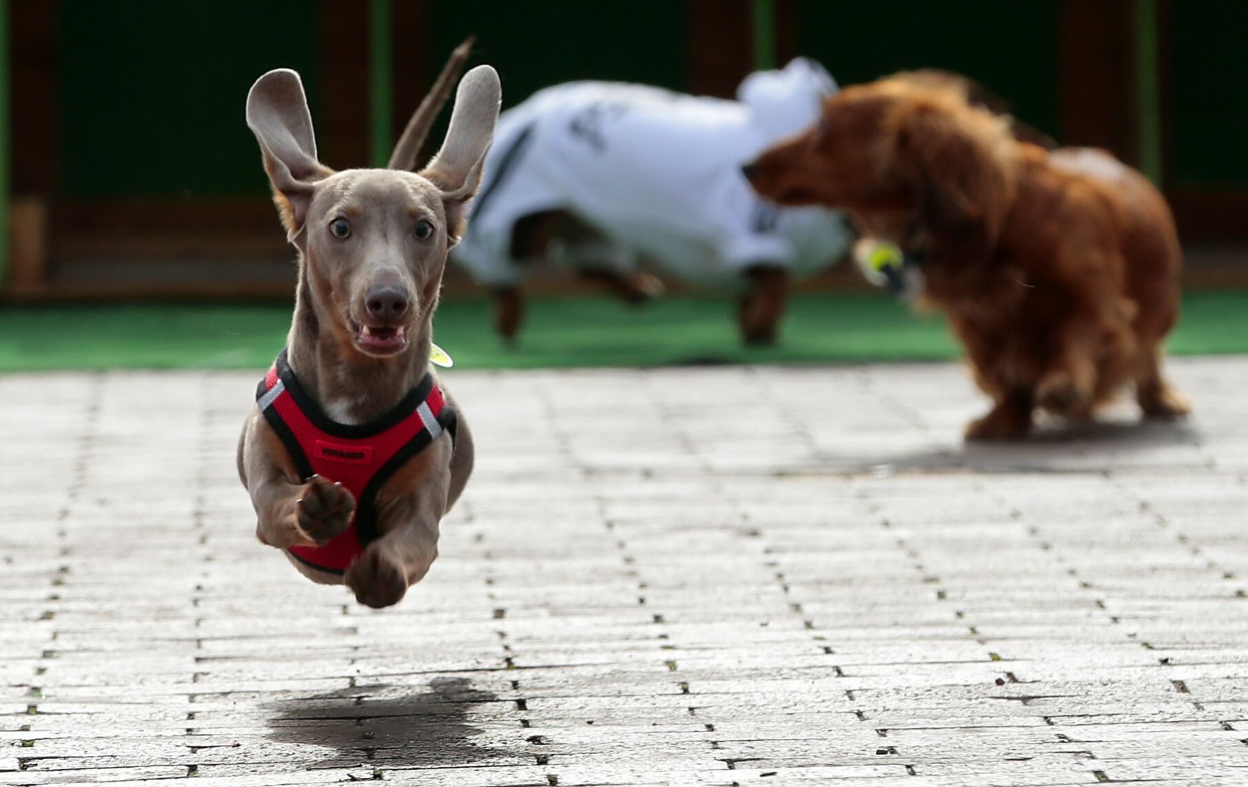 Purina Pet Parade barks through Soulard